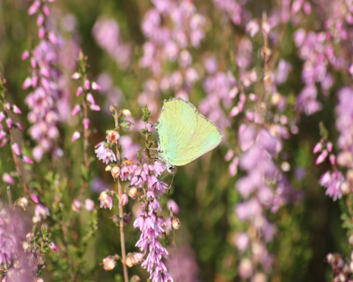 Callophrys rubi a fine settembre???